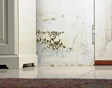 mold testing Knightdale mold remediation mold damage repair Knightdale NC mold removal 